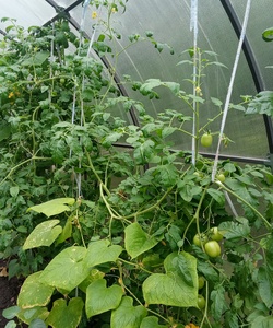 сбор урожая 2