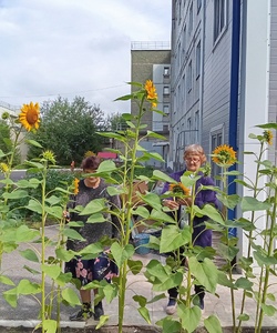 сбор урожая 4