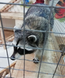 Страна енотия