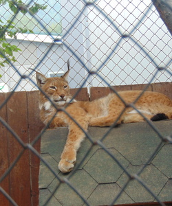 Страж порядка