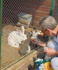 Кормим кроликов