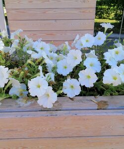 Аромат осени